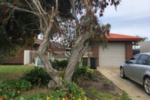 2 Muir Place, Halls Head, WA 6210 AUS