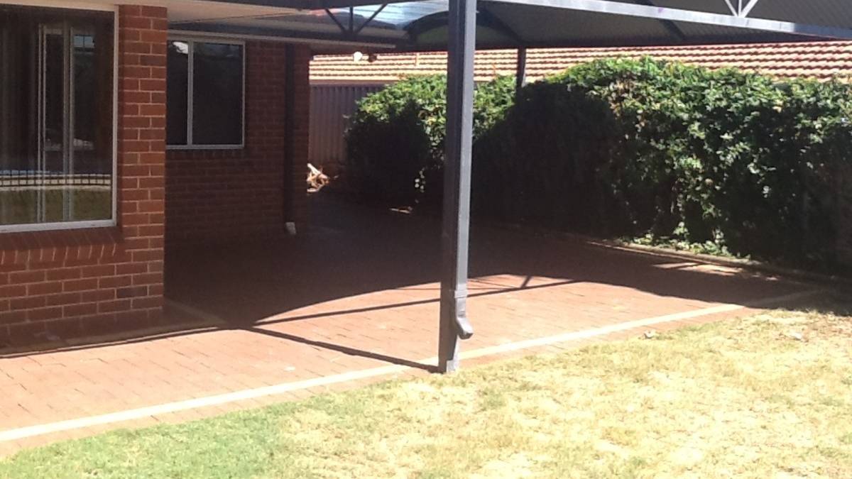 37 Everlasting Retreat, Halls Head, WA 6210 AUS