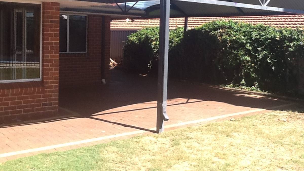 37 Everlasting Retreat, Halls Head, WA 6210 AUS