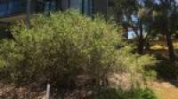 12 Golfers Retreat, Halls Head, WA 6210 AUS