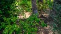 6 Saffron Loop, FALCON, WA 6210 AUS