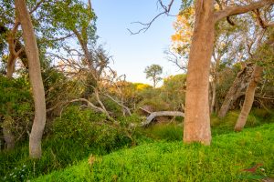 49 Willoughbridge Crescent, Erskine, WA 6210 AUS